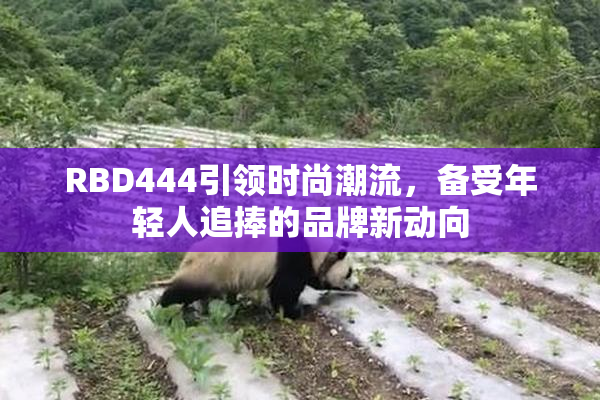 RBD444引领时尚潮流，备受年轻人追捧的品牌新动向