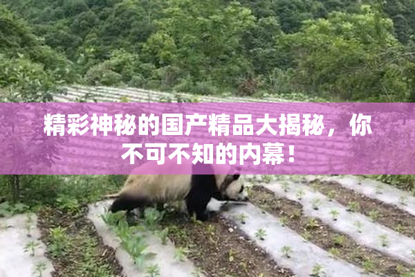 精彩神秘的国产精品大揭秘，你不可不知的内幕！