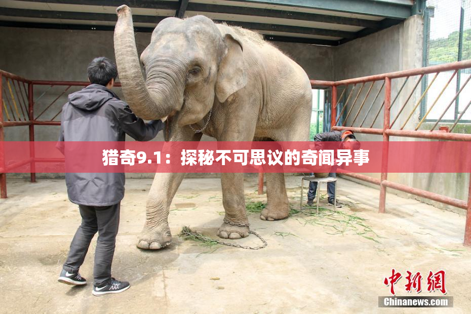猎奇9.1：探秘不可思议的奇闻异事