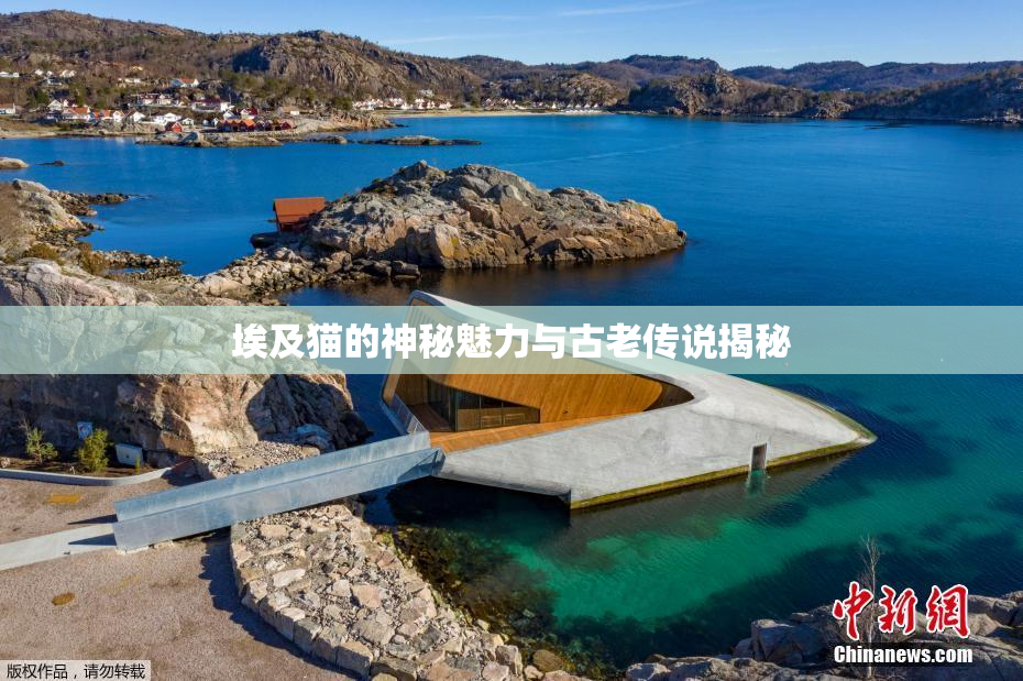 埃及猫的神秘魅力与古老传说揭秘
