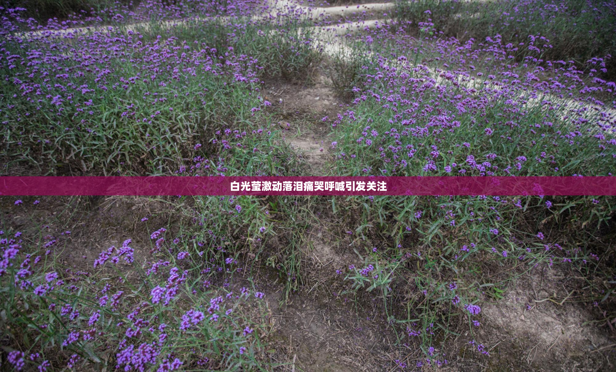 白光莹激动落泪痛哭呼喊引发关注