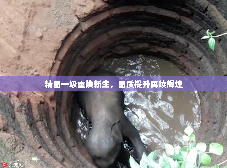 精品一级重焕新生，品质提升再续辉煌
