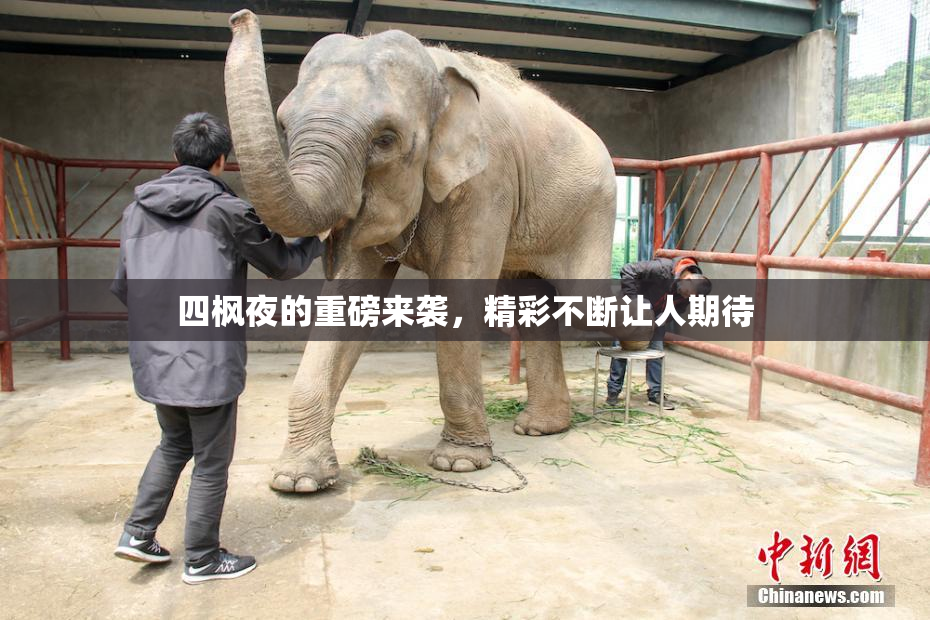 四枫夜的重磅来袭，精彩不断让人期待