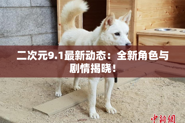 二次元9.1最新动态：全新角色与剧情揭晓！