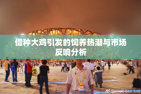 借种大鸡引发的饲养热潮与市场反响分析