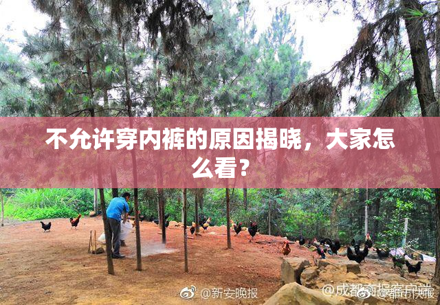 不允许穿内裤的原因揭晓，大家怎么看？