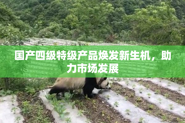 国产四级特级产品焕发新生机，助力市场发展