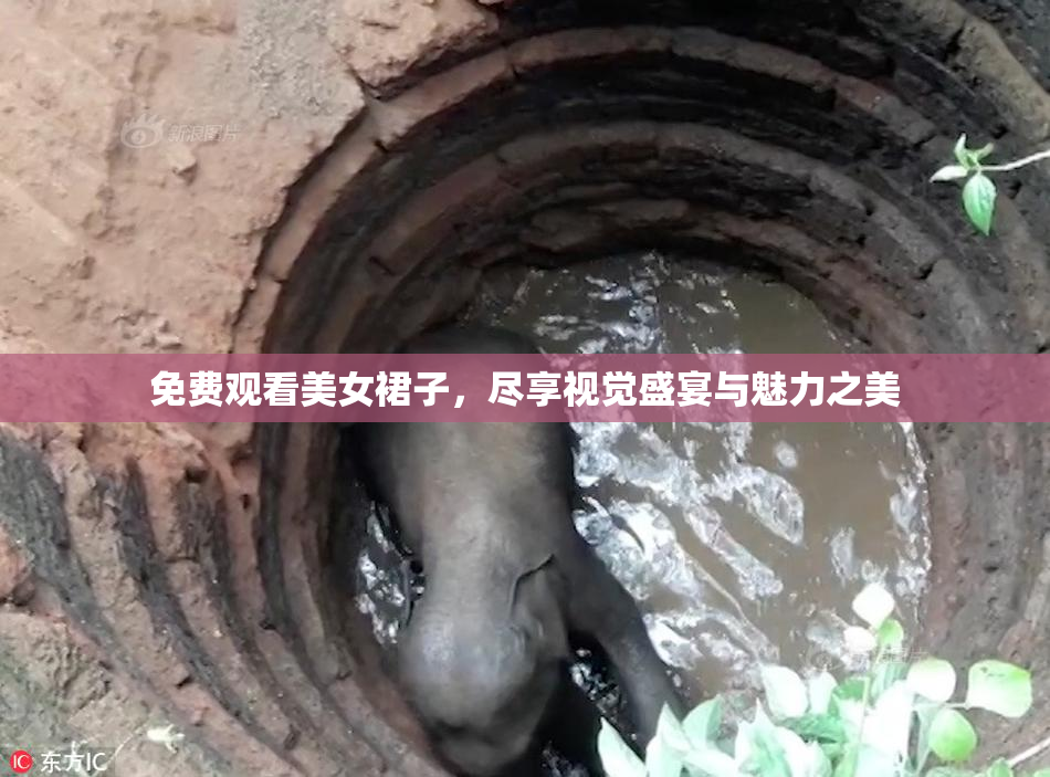 免费观看美女裙子，尽享视觉盛宴与魅力之美
