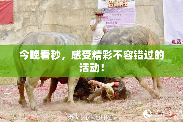 今晚看秒，感受精彩不容错过的活动！