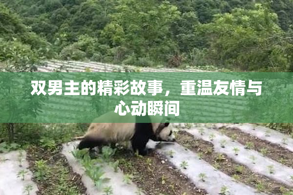 双男主的精彩故事，重温友情与心动瞬间