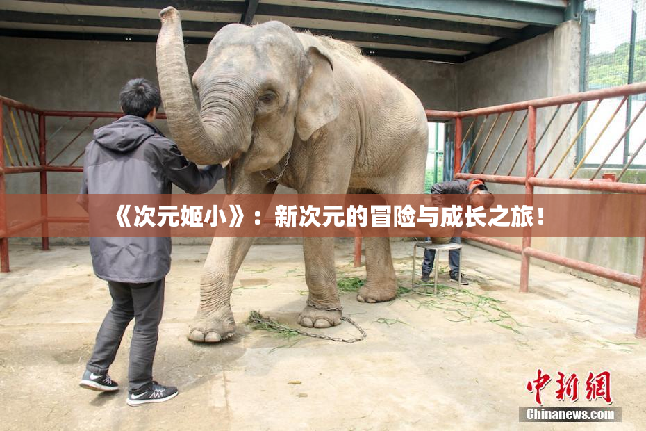 《次元姬小》：新次元的冒险与成长之旅！