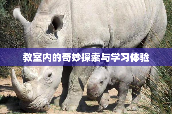 教室内的奇妙探索与学习体验