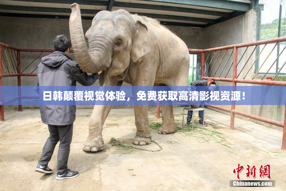 日韩颠覆视觉体验，免费获取高清影视资源！