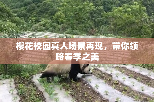 樱花校园真人场景再现，带你领略春季之美