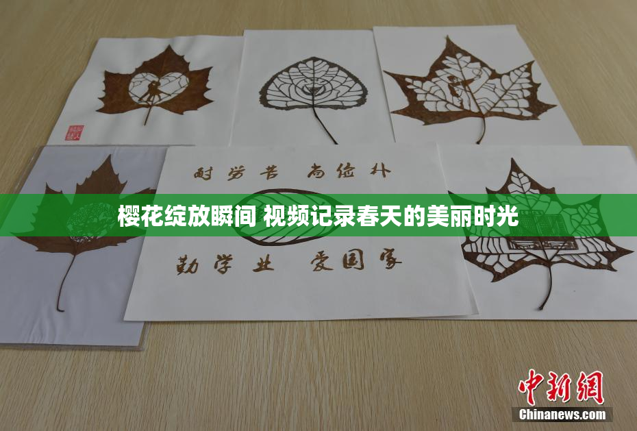 樱花绽放瞬间 视频记录春天的美丽时光