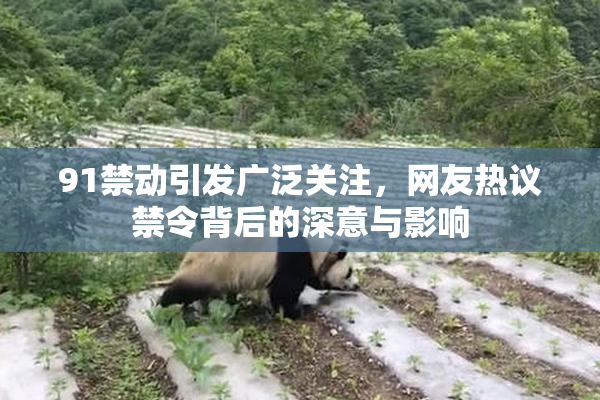 91禁动引发广泛关注，网友热议禁令背后的深意与影响
