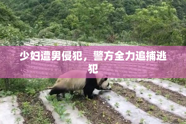 少妇遭男侵犯，警方全力追捕逃犯
