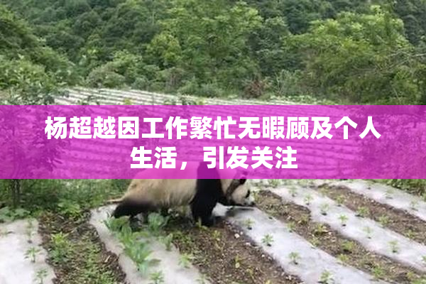 杨超越因工作繁忙无暇顾及个人生活，引发关注