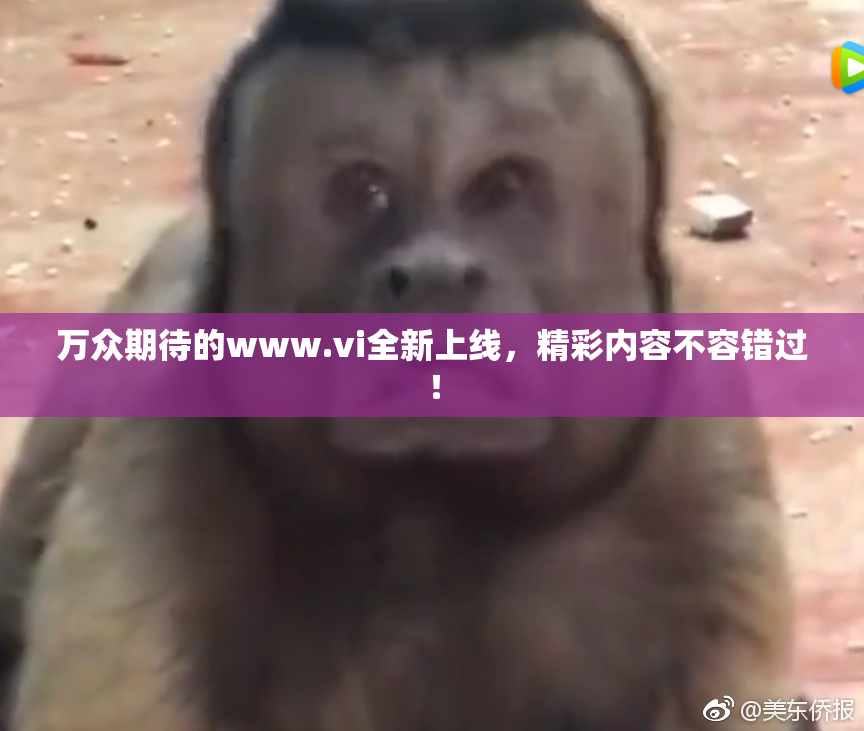 万众期待的www.vi全新上线，精彩内容不容错过！