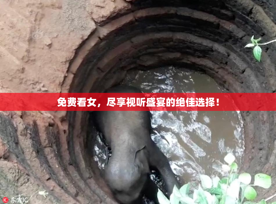 免费看女，尽享视听盛宴的绝佳选择！