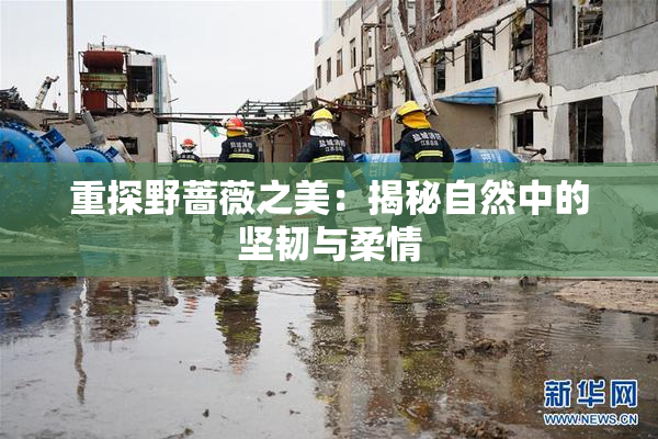 重探野蔷薇之美：揭秘自然中的坚韧与柔情