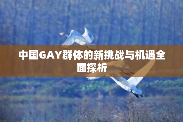 中国GAY群体的新挑战与机遇全面探析