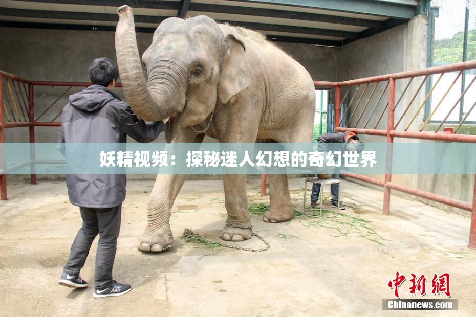 妖精视频：探秘迷人幻想的奇幻世界