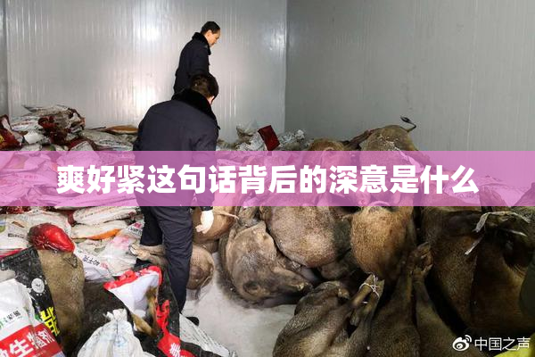 爽好紧这句话背后的深意是什么
