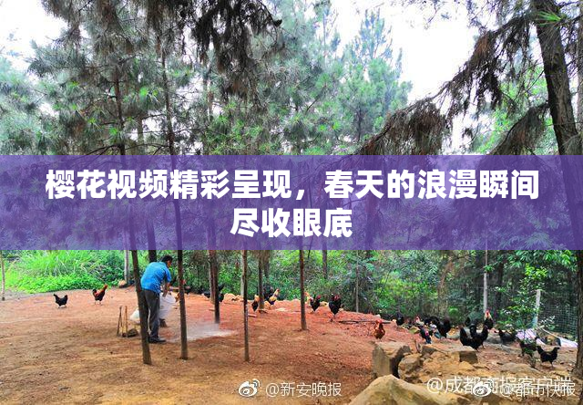 樱花视频精彩呈现，春天的浪漫瞬间尽收眼底