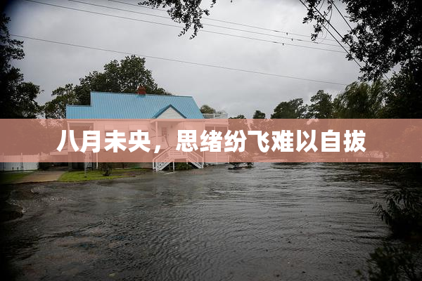 八月未央，思绪纷飞难以自拔