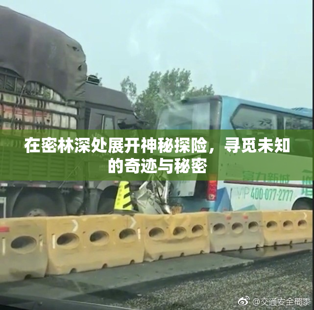 在密林深处展开神秘探险，寻觅未知的奇迹与秘密