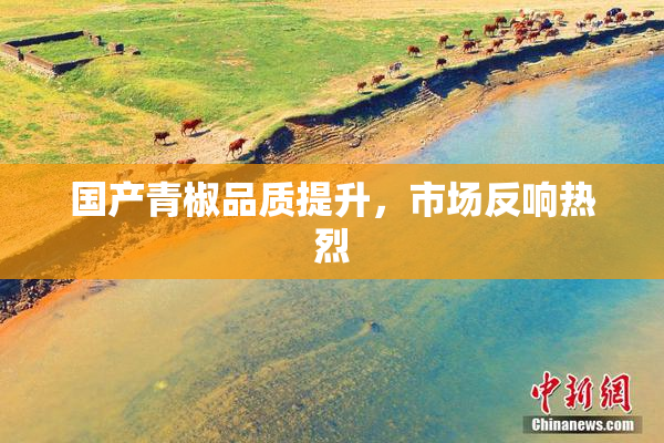 国产青椒品质提升，市场反响热烈