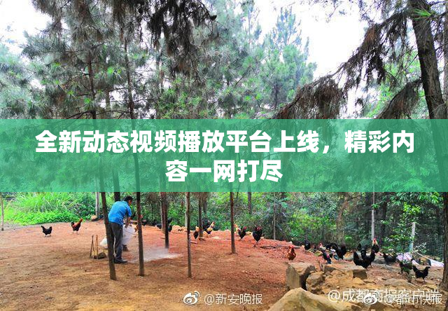 全新动态视频播放平台上线，精彩内容一网打尽