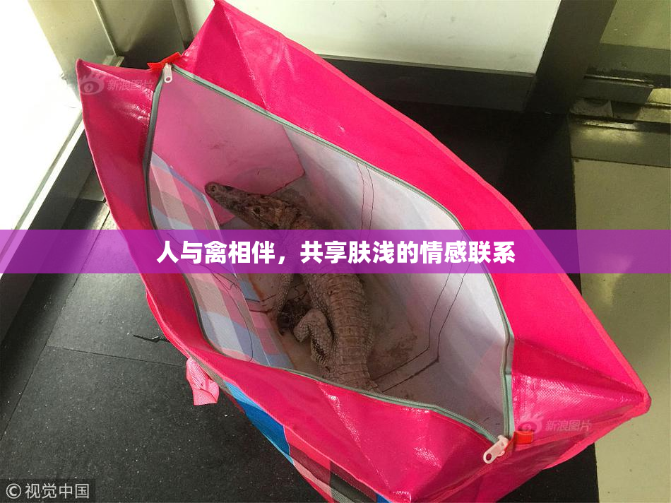 人与禽相伴，共享肤浅的情感联系