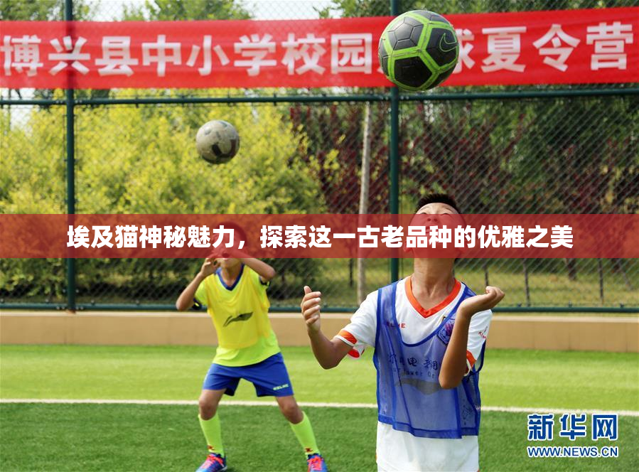埃及猫神秘魅力，探索这一古老品种的优雅之美