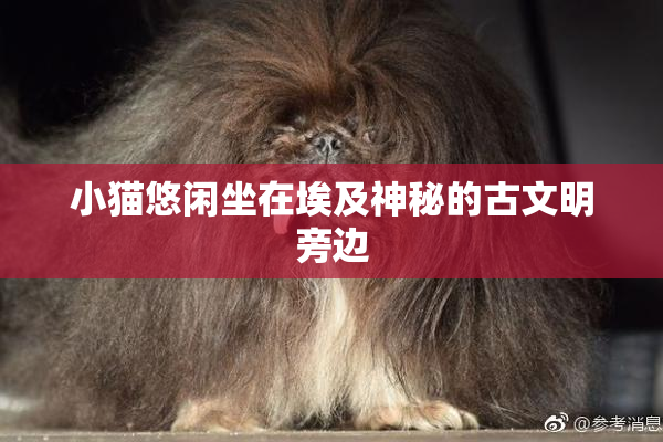小猫悠闲坐在埃及神秘的古文明旁边