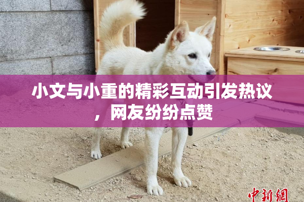 小文与小重的精彩互动引发热议，网友纷纷点赞