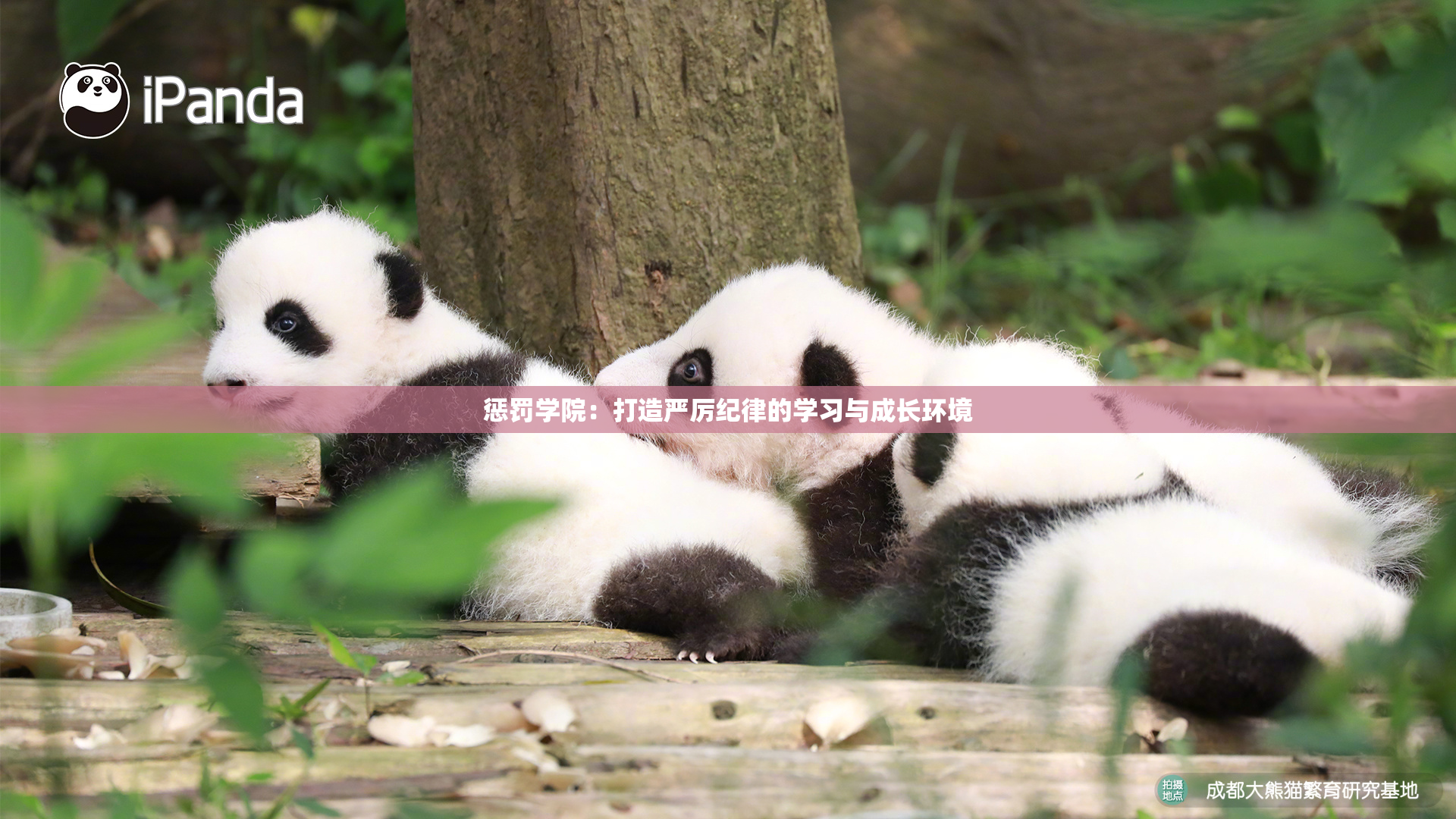 惩罚学院：打造严厉纪律的学习与成长环境