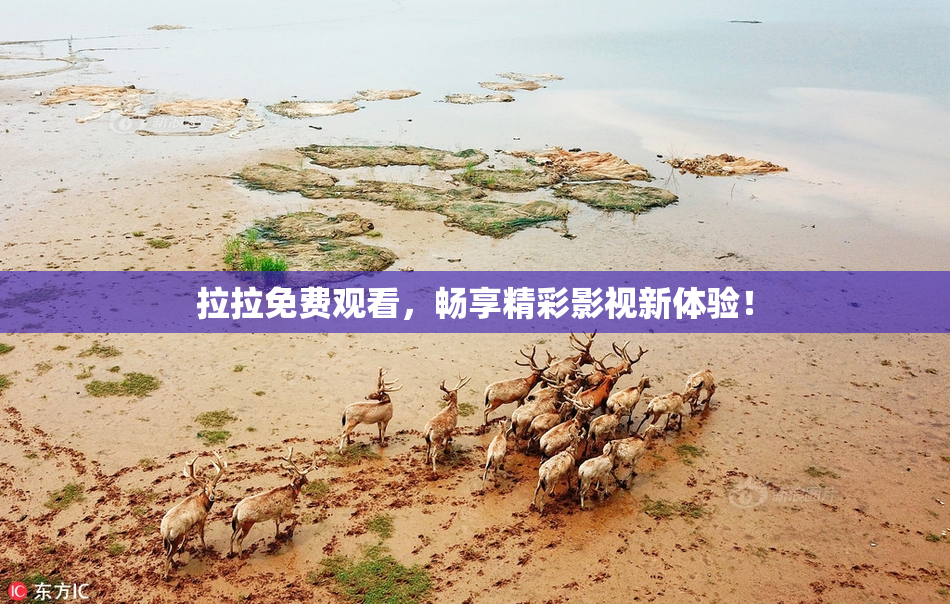 拉拉免费观看，畅享精彩影视新体验！