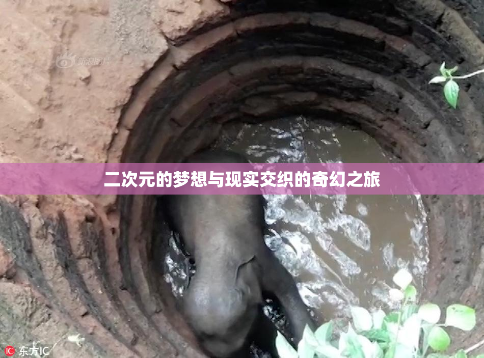 二次元的梦想与现实交织的奇幻之旅