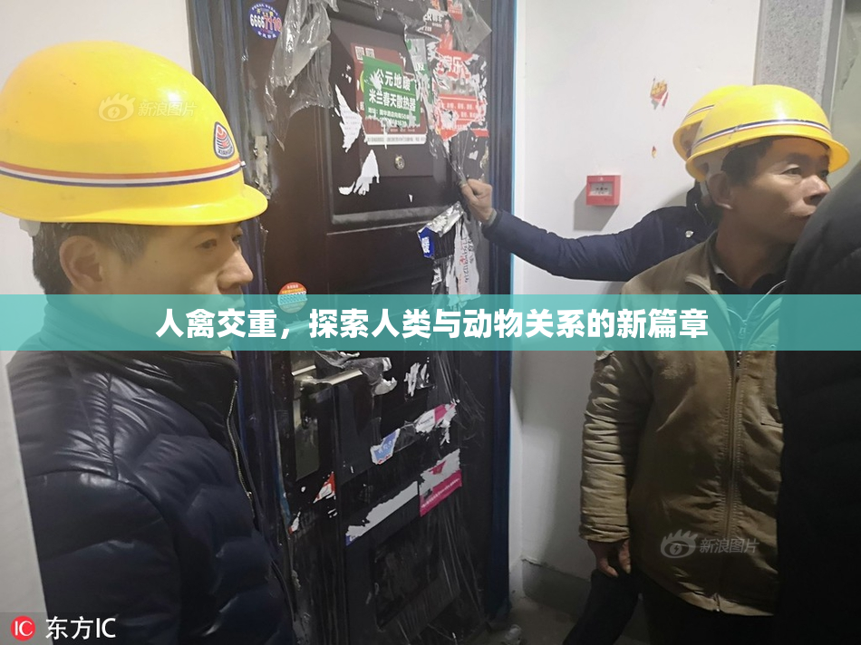 人禽交重，探索人类与动物关系的新篇章