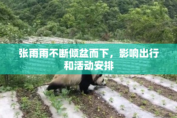 张雨雨不断倾盆而下，影响出行和活动安排