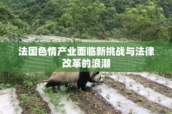 法国色情产业面临新挑战与法律改革的浪潮
