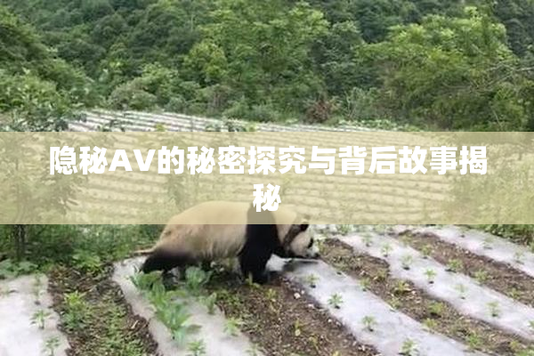 隐秘AV的秘密探究与背后故事揭秘