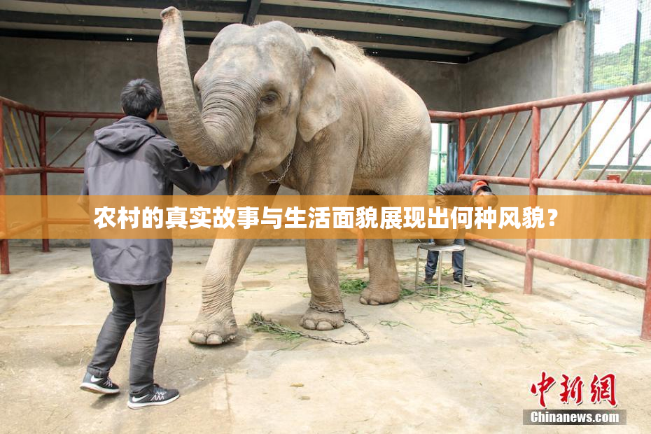 农村的真实故事与生活面貌展现出何种风貌？