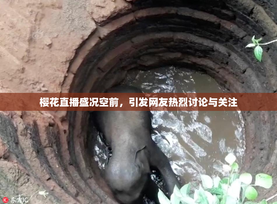 樱花直播盛况空前，引发网友热烈讨论与关注