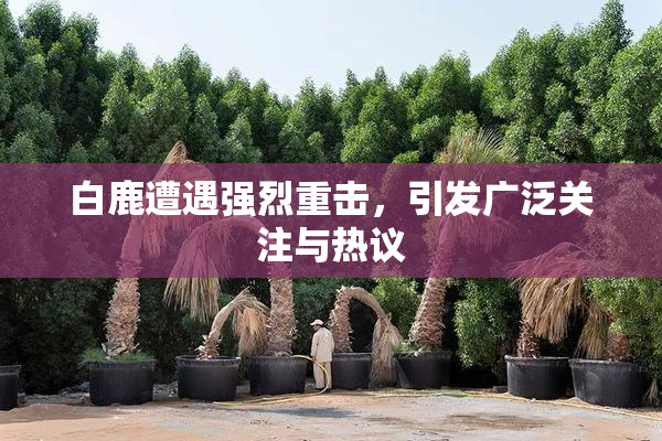 白鹿遭遇强烈重击，引发广泛关注与热议