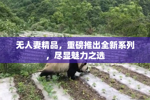 无人妻精品，重磅推出全新系列，尽显魅力之选