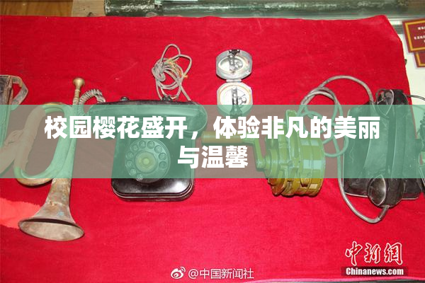 校园樱花盛开，体验非凡的美丽与温馨