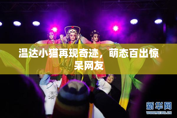 温达小猫再现奇迹，萌态百出惊呆网友